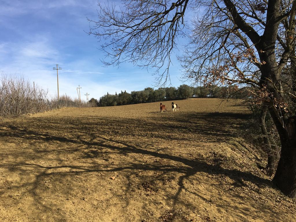 카스틸리오네델라고 Agriturismi Farina 빌라 외부 사진